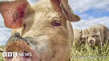 Using pig fat as green jet fuel will hurt planet, experts warn