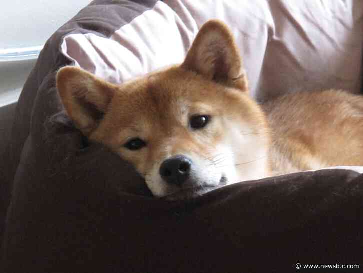 Can Shiba Inu Rebound As It Wraps Up May With A Discouraging 16% Decline?
