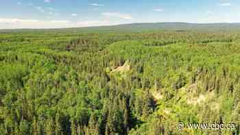 If a forest has a variety of tree species, is it better at fighting climate change? A U of A study says yes