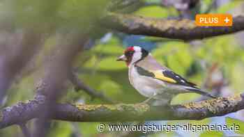 „Stunde der Gartenvögel“: Der Stieglitz kommt wieder häufiger vor