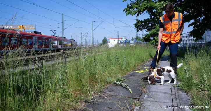 Bahn setzt auf vierbeinige Helfer beim S-Bahnstrecken-Bau