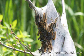 City of Nanaimo unconcerned about all the caterpillars crawling around