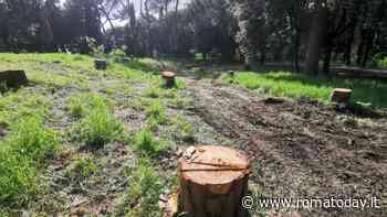 Potature fuori stagione e abbattimenti, gli agronomi lanciano l’allarme: “Servono stati generali degli alberi”