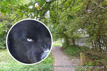 'Dangerously out of control dog attacked boy' in Bushey