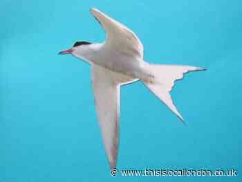 Nature Notes: Welcome back the common tern