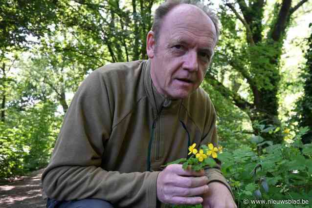 Natuurpunt gaat op zoek naar flora van Het Lam Gods in De Gavers: “De dadelpalm vind je hier alvast niet terug”