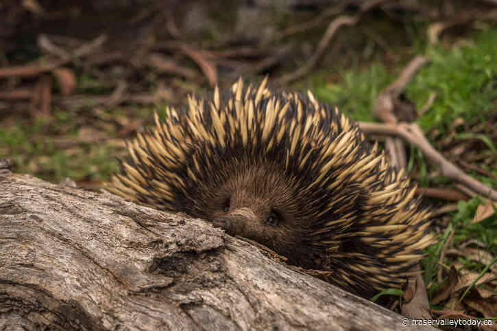 A Porcupine? A Bird? A Reptile? Nope, It’s an Echidna!