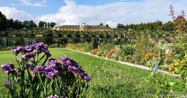 Klimageschädigte Parks: Verwaltungen suchen Lösungen