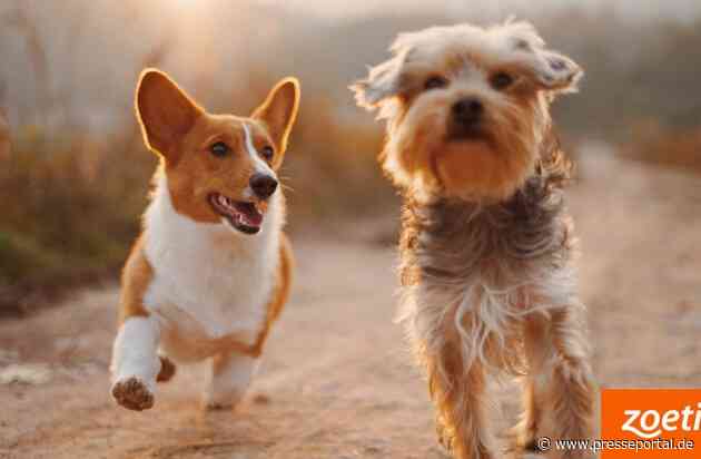 Was man wissen muss und tun kann, wenn der geliebte Vierbeiner an Arthrose-bedingten Schmerzen leidet - eine Initiative von Zoetis