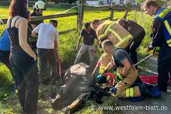 Rettungsaktion: Feuerwehr und Landwirt befreien Pferd aus Graben