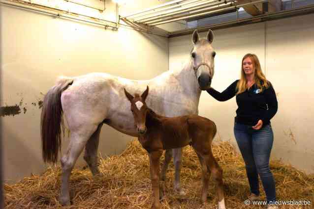 Twee drama’s, één happy end: merrie en veulen zijn nu pleegmoeder en -zoon: “Ze geloven ook echt dat ze familie zijn”