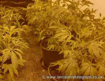 Police discover cannabis grow after Nelson raid