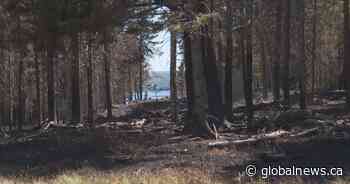 ‘Everything burned around it’: N.B. home narrowly escapes fast-moving forest fire