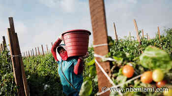 Hispanics in Florida Call for a Work Stoppage in Protest of Anti-Immigration Law