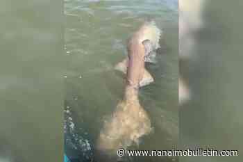 ‘I freaked out and nearly fell off my board’: paddleboarder encounters dead shark near B.C. beach