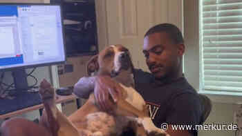 „Papa braucht einen neuen Job“: Mann muss zurück ins Büro – sein Hund ist untröstlich