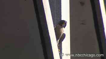 Peregrine Falcon in Loop Startles Chicagoans After Man Attacked