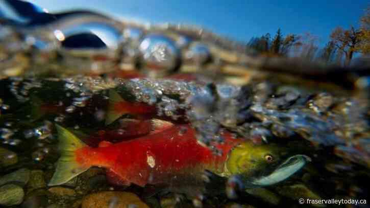 B.C. to invest $17 million on science, Indigenous knowledge to restore Pacific salmon
