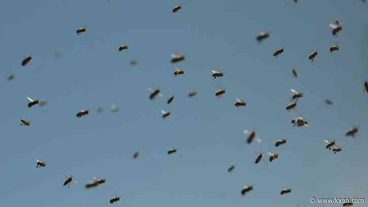 Man flown to Austin hospital after bee attack in Fayette County