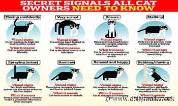How well do YOU know your cat? The 13 secret signals felines give their owners