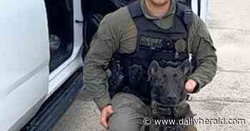 Loyalty, love and unstoppable courage: Kane County says goodbye to slain police dog Hudson