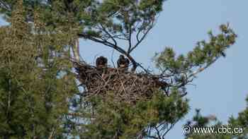 Want to name the baby bald eagles just born at the Royal Botanical Gardens? Contest starts today