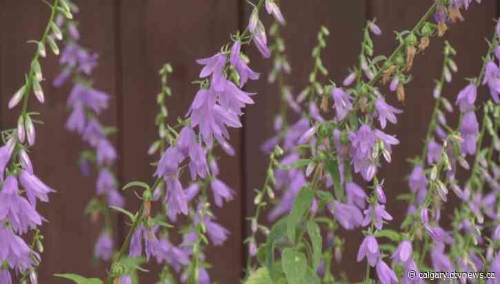 Bucks for Bellflowers: Calgary man offers cash for bag's worth of invasive plant