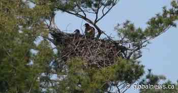 RBG opens contest to name eaglets born in the Hamilton-area park