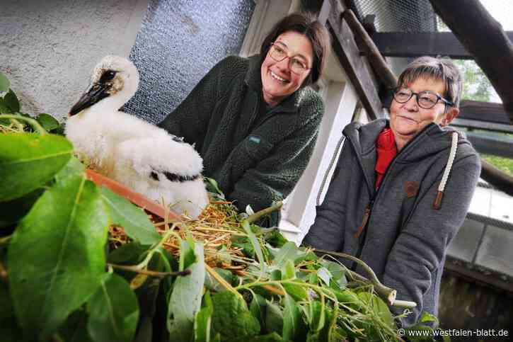 Kleiner Findel-Storch aus Bünde im Bielefelder Tierpark eingezogen