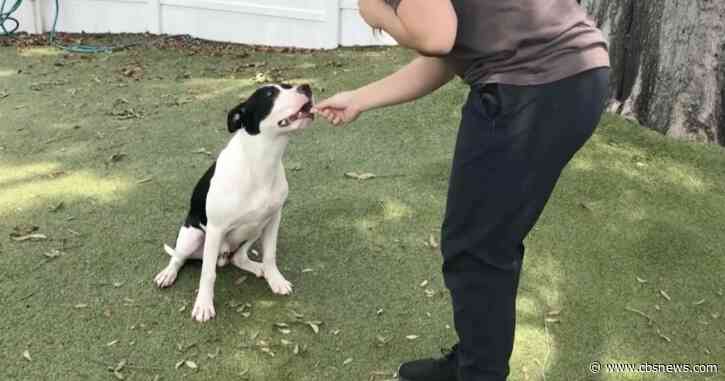 Local veterinarians working to generate solutions for struggling pet owners