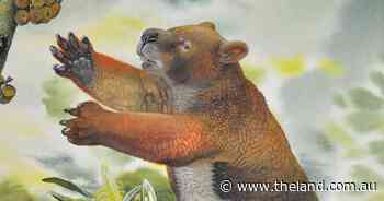 Drop bears were real? Fossils found to support Aussie folklore