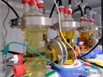 Mikroben unter Strom