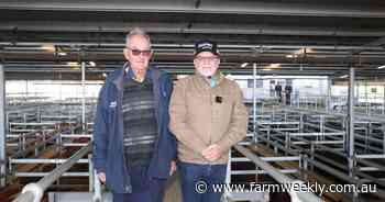 Pastoral and local cattle in demand