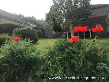 Patch of land in Brierfield transformed into lush green space