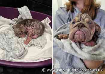 Bleakholt looking for donations for neglected pup, Lila
