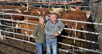 Quality yarding at Gundagai as market holds firm
