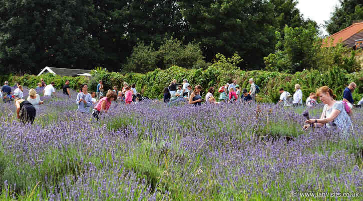 Carshalton’s annual Lavender harvest returns next month