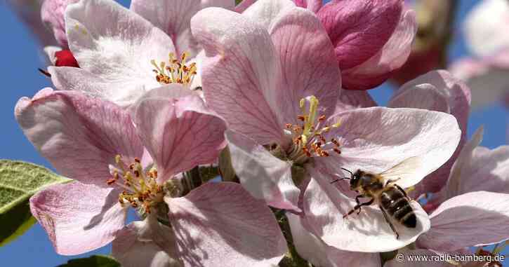 Honigbienen sind relativ gut durch den Winter gekommen