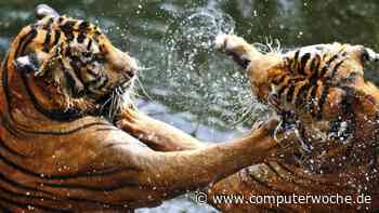 EU-Kommission prüft: Streit um Microsofts Cloud-Praktiken wird schärfer