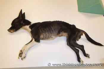 Lewisham woman banned from keeping animals after dog death