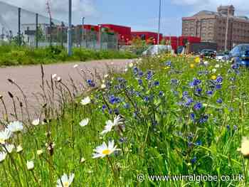 Full list of Wirral pollinator sites that won’t be mowed