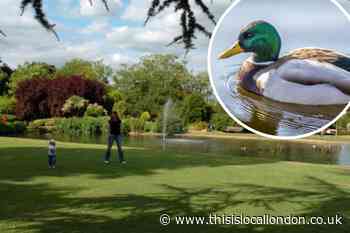 Plans for £100 duck feeding fine in Pinner Memorial Park