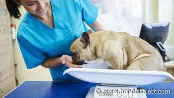 Pharma: Finanzinvestor EQT übernimmt britische Dechra in Milliardendeal