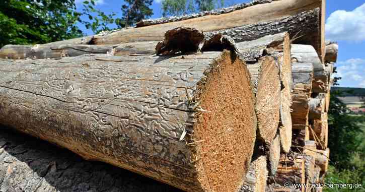 Borkenkäfer-Befall im Nationalpark Bayerischer Wald