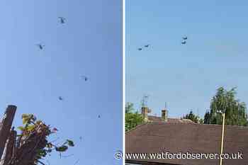 'Chinook helicopters' videoed flying over Watford