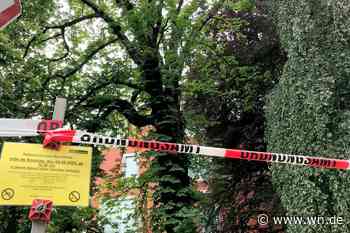 Baumfällung in der Innenstadt nach Pilzbefall