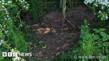 Northumberland: Badger killed by 'barbaric' snare trap