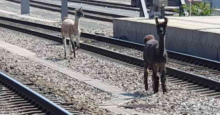 Lamas legen wichtige Wiener Bahnstrecke lahm