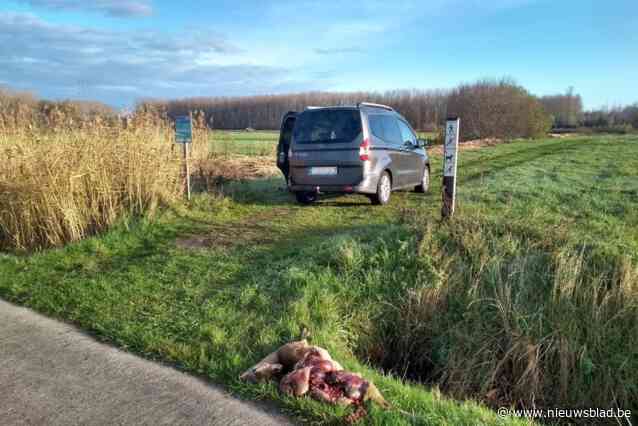 Dodelijk voor reeën en gevaarlijk voor fietsers en wandelaars: Natuurpunt wil drukke weg laten knippen
