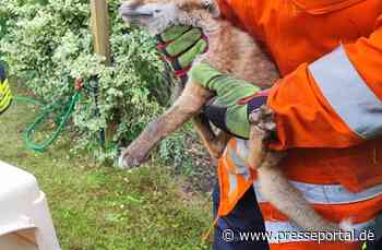 FW Celle: Fuchs steckt fest - Celler Feuerwehr kommt zur Hilfe!